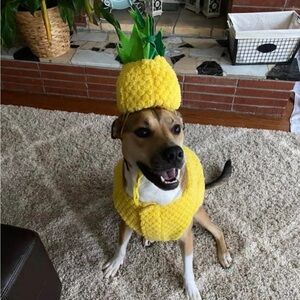 Pineapple Dog Halloween Costume Size Large!